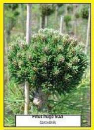 Pinus mugo SUZI