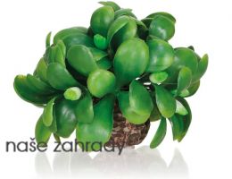 Rostlina BiOrb Mistletoe ball