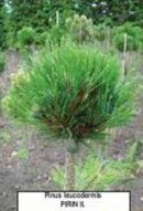 Pinus leucodermis PIRIN II