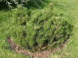 Pinus nigra NANA WURSTLE