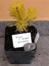Pinus silvestris AUREA