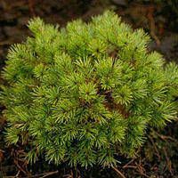 Pinus silvestris BEUVRONENSIS