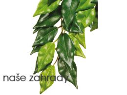Rostlina EXO TERRA Ficus střední