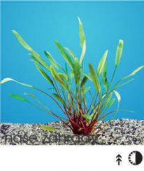 Rostliny do přední části akvária
