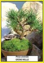 Pinus uncinata GRÜNE WELLE