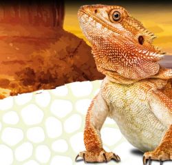 agama