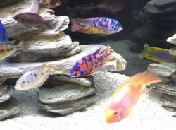 akvarium s cichlidy