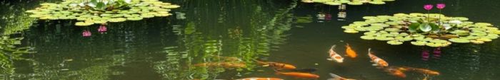 koi v rybniku