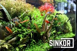 sinkor_1