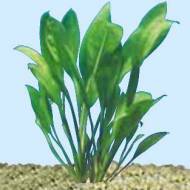Akvarijní rostliny Echinodorus