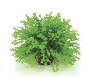 Rostlina BiOrb Green Flower Ball