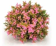 Rostlina BiOrb Flower Ball pink