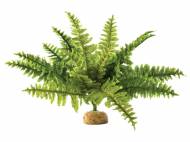 Rostlina do terária Boston Fern