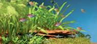 Vodní rostliny - kyslík do akvária