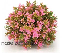 Rostlina BiOrb Flower Ball pink