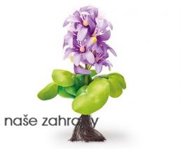 Pontec PondoHyacinth Blooming