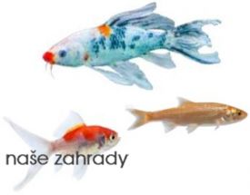 okrasni_karasi