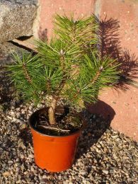 Pinus densiflora GLOBOSA