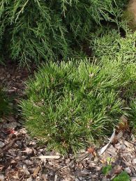 Pinus mugo HESSE - borovice kleč