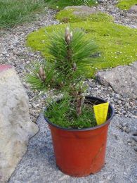 Pinus thubengii BANCHOHO