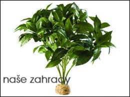 ExoTerra Laurel Bush