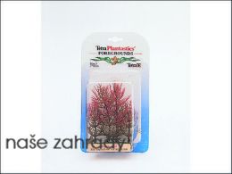 Rostlina Red Foxtail  5cm