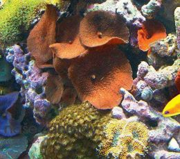 Živočichové pro mořské akvárium