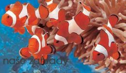 Vybíráme živočichy pro mořské akvárium