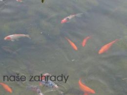 Podzim - zima v rybníčku