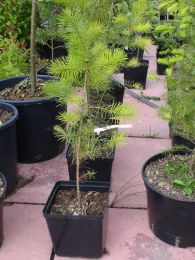 pseudotsuga menziesii - douglaska
