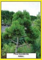 Pinus leucodermis PIRIN I