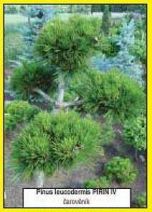 Pinus leucodermis PIRIN IV