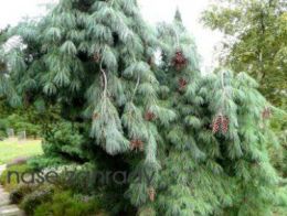Pinus strobus PENDULA