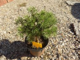 Pinus uncinata BLANKA