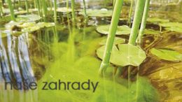 Řasy v jezírku  na kamenech a bocích nádrže