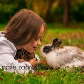 zakrsly_kralik
